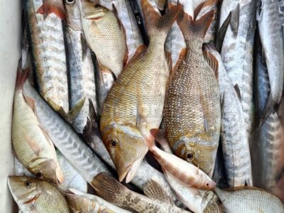 Deep sea Fishing & BBQ (4 hours)