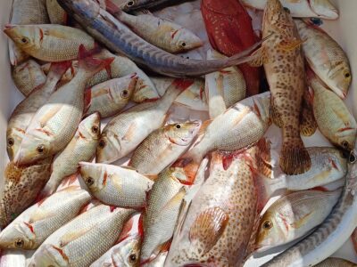 Deep sea Fishing & BBQ (4 hours)