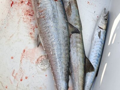 Deep sea Fishing & BBQ (4 hours)