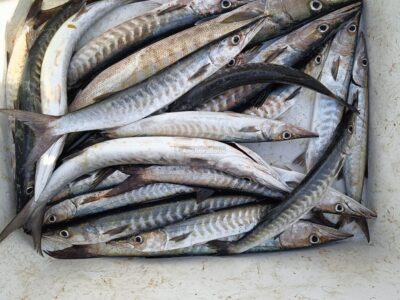 Deep sea Fishing & BBQ (4 hours)