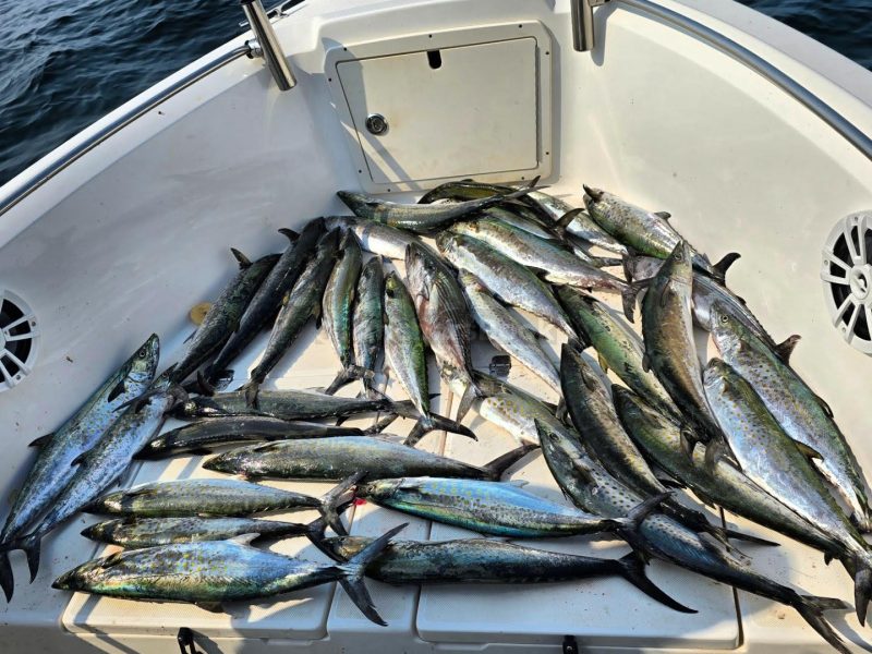 Blue Lobster Full Day Fishing Tours