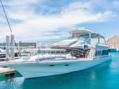 2-3 Hour Whale Watching Tour in Cabo San Lucas