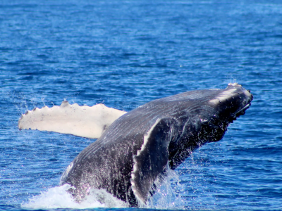 2-3 Hour Whale Watching Tour in Cabo San Lucas