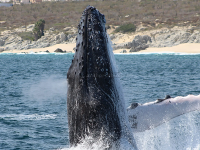 2-3 Hour Whale Watching Tour in Cabo San Lucas