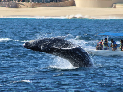 2-3 Hour Whale Watching Tour in Cabo San Lucas