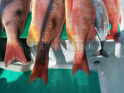 Half Day (5 hours) Sport Fishing Charters in the Papagayo Gulf