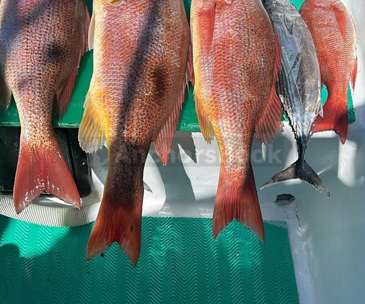 Half Day (5 hours) Sport Fishing Charters in the Papagayo Gulf