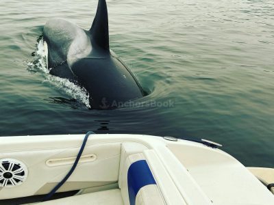 North Vancouver Boat Rental - 6 Max Guests (Pet Friendly)