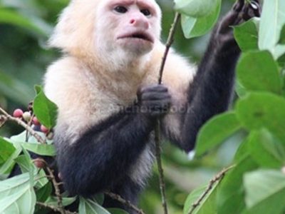 Panama - Monkey island guided tour (priced per person)