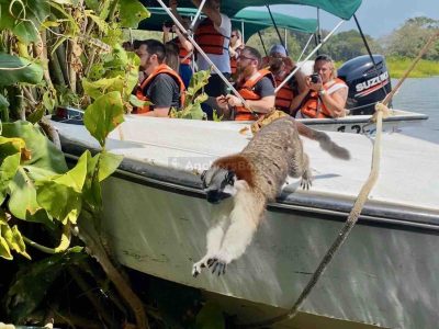Panama - Monkey island guided tour (priced per person)
