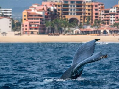 Cabo Whale Watching Tour: 2 Hours at Arch & Lover’s Beach