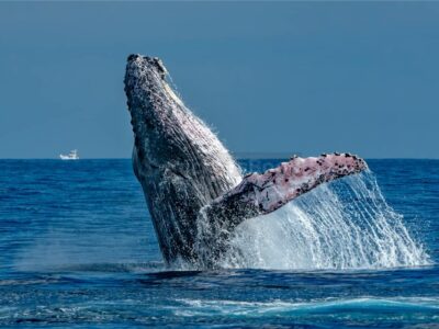 Cabo Whale Watching Tour: 2 Hours at Arch & Lover’s Beach