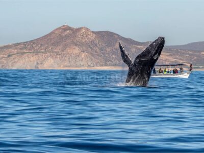 Cabo Whale Watching Tour: 2 Hours at Arch & Lover’s Beach