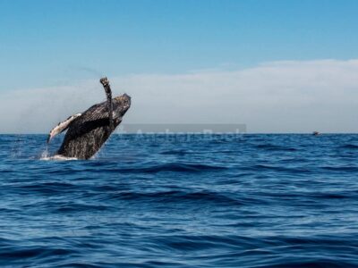 Cabo Whale Watching Tour: 2 Hours at Arch & Lover’s Beach