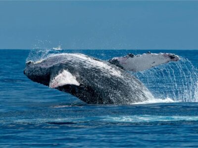 Cabo Whale Watching Tour: 2 Hours at Arch & Lover’s Beach